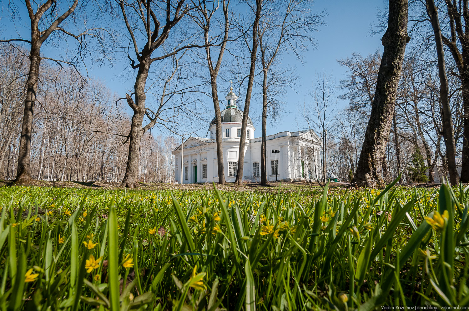 Богородицк, Тульская область, цветение подснежников, хохлатка