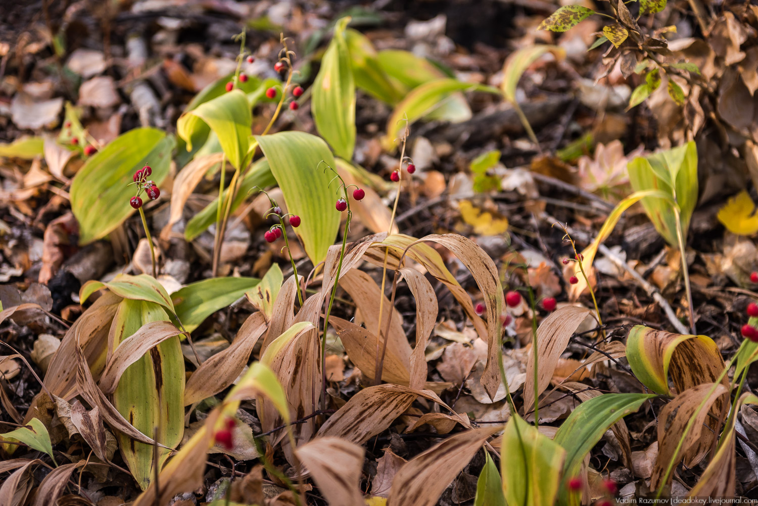 усадьба Полибино, Липецкая область, Усадебные волонтеры 21 сентября 2019 года