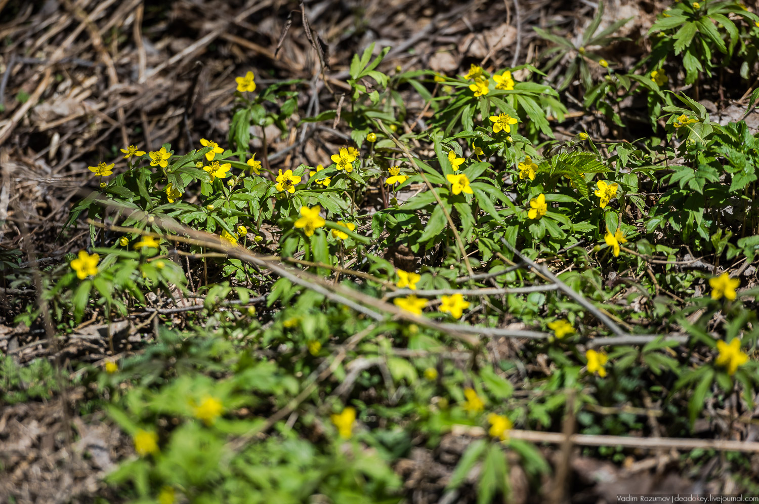 Богородицк, Церерина роща