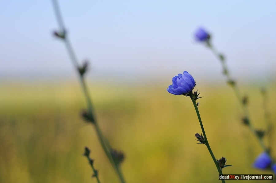 усадьба Клины
