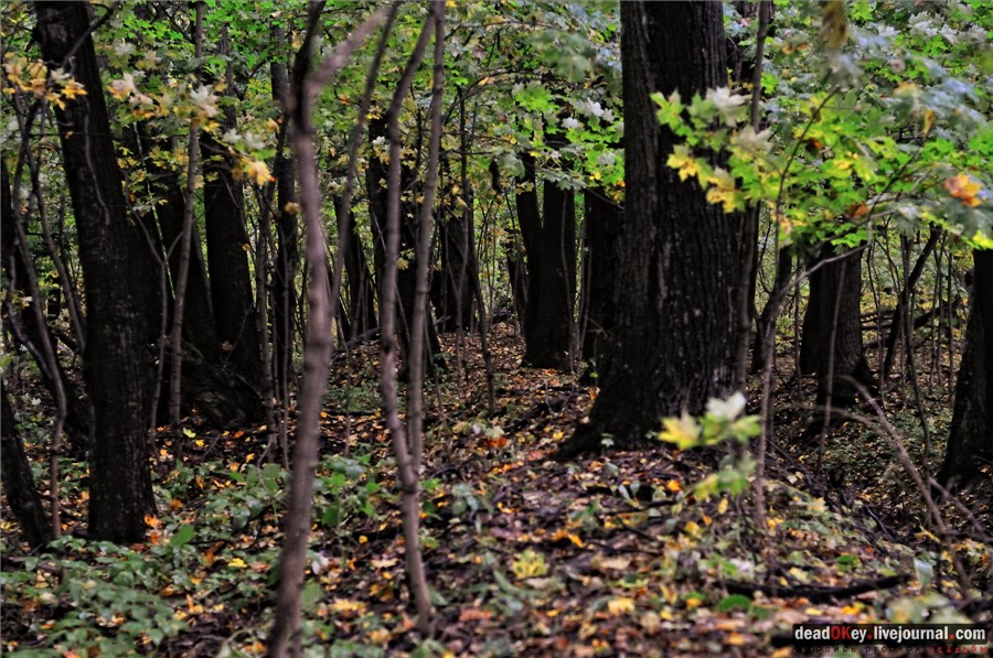 усадьба Ляхово