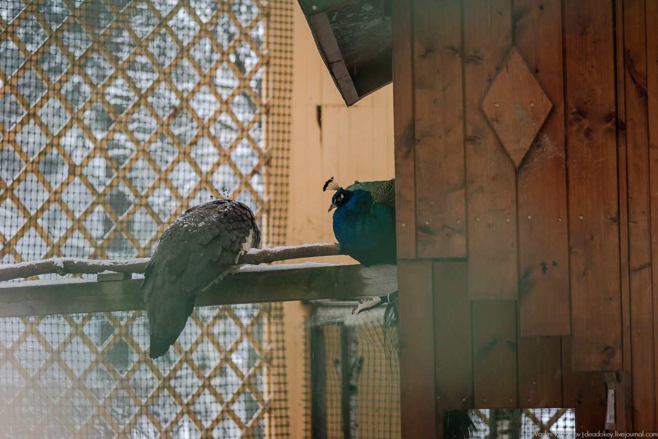 Усадьба Кусково зимой, 2018 год