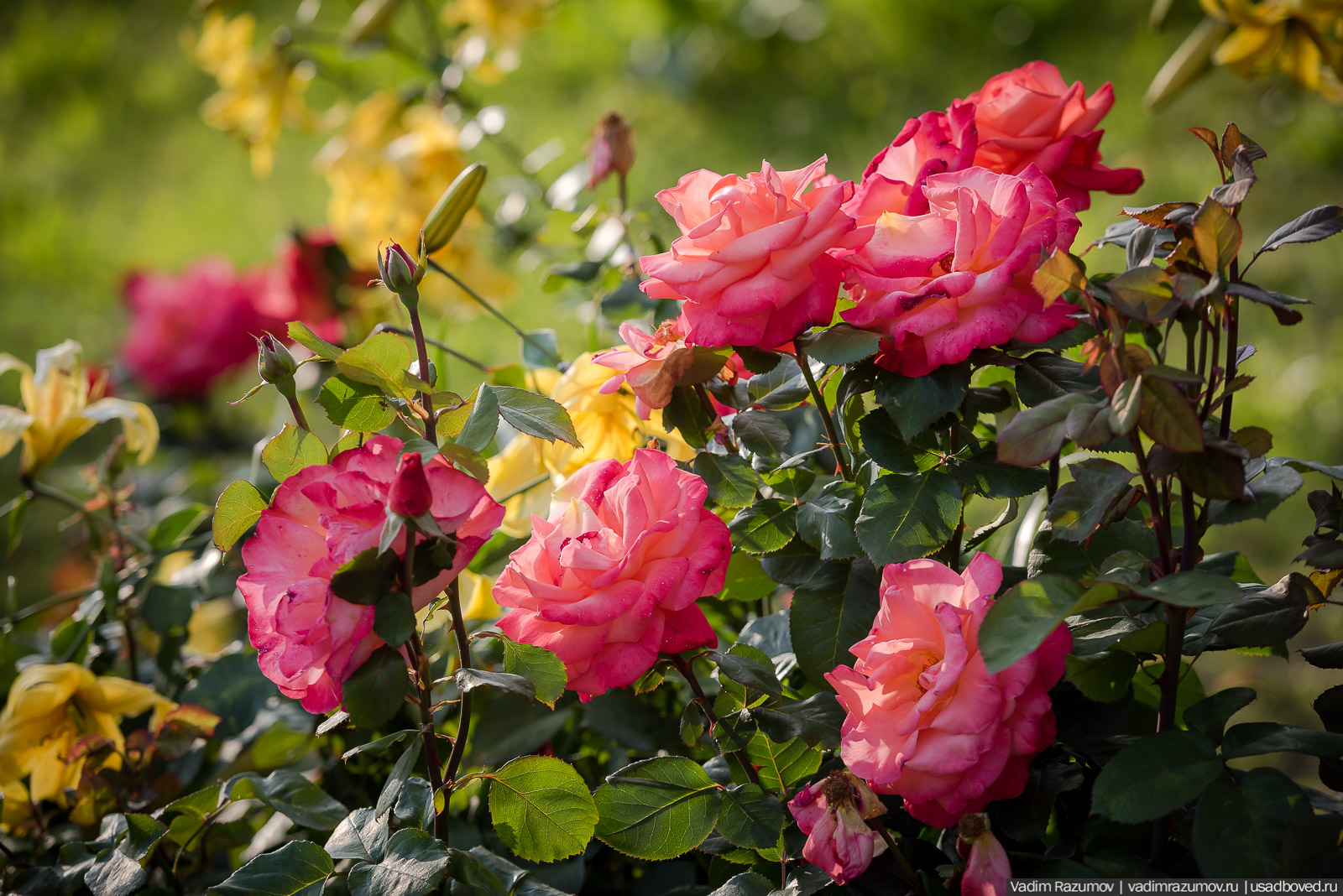 усадьба Марьино Строгановых, розарий, розы, сад