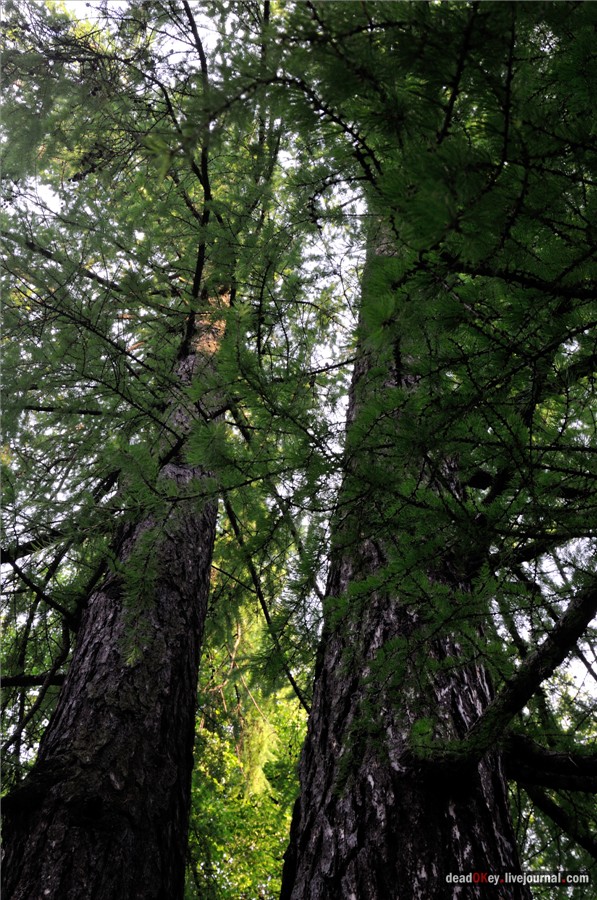 усадьба Грачевка (Ховрино)