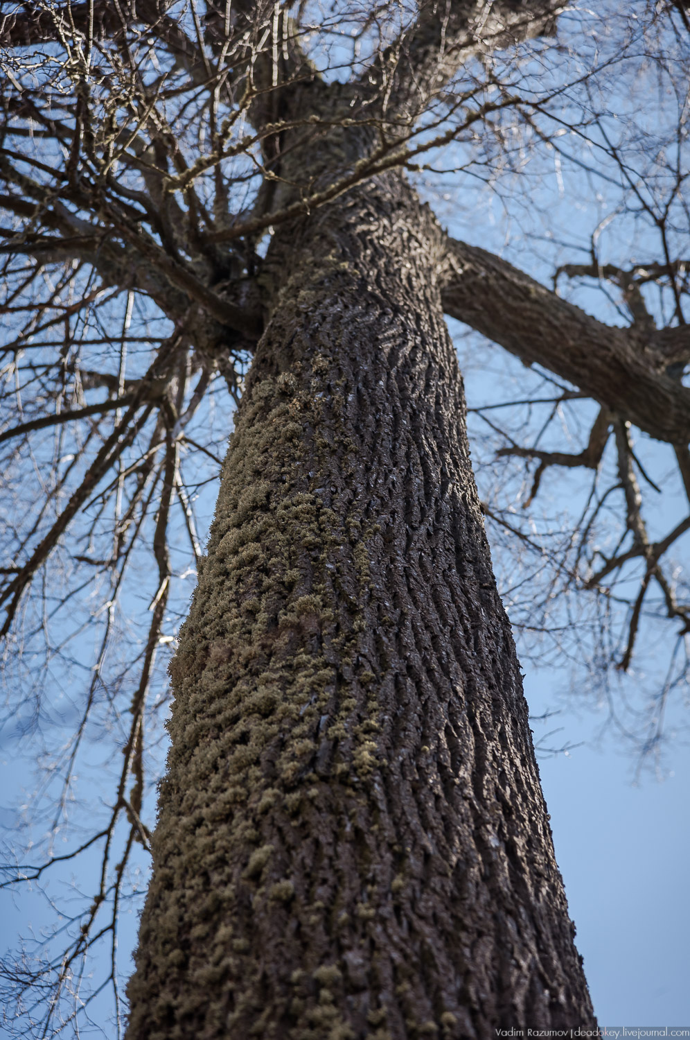 усадьба Моховое, Орловская область