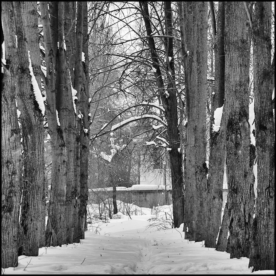 Парковые аллеи в русских усадьбах