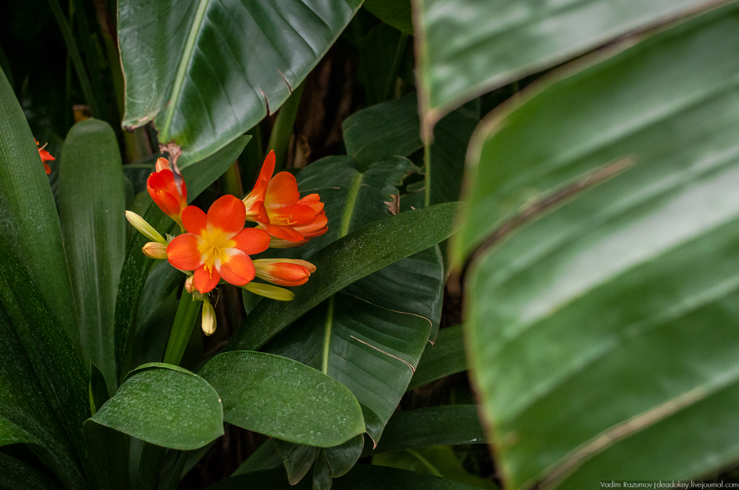 Ботанический сад, фондовая оранжерея, Экоэлектричка, борщевик