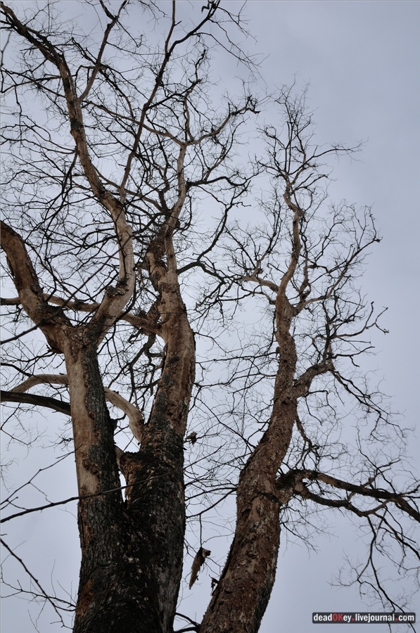 усадьба Ельдигино