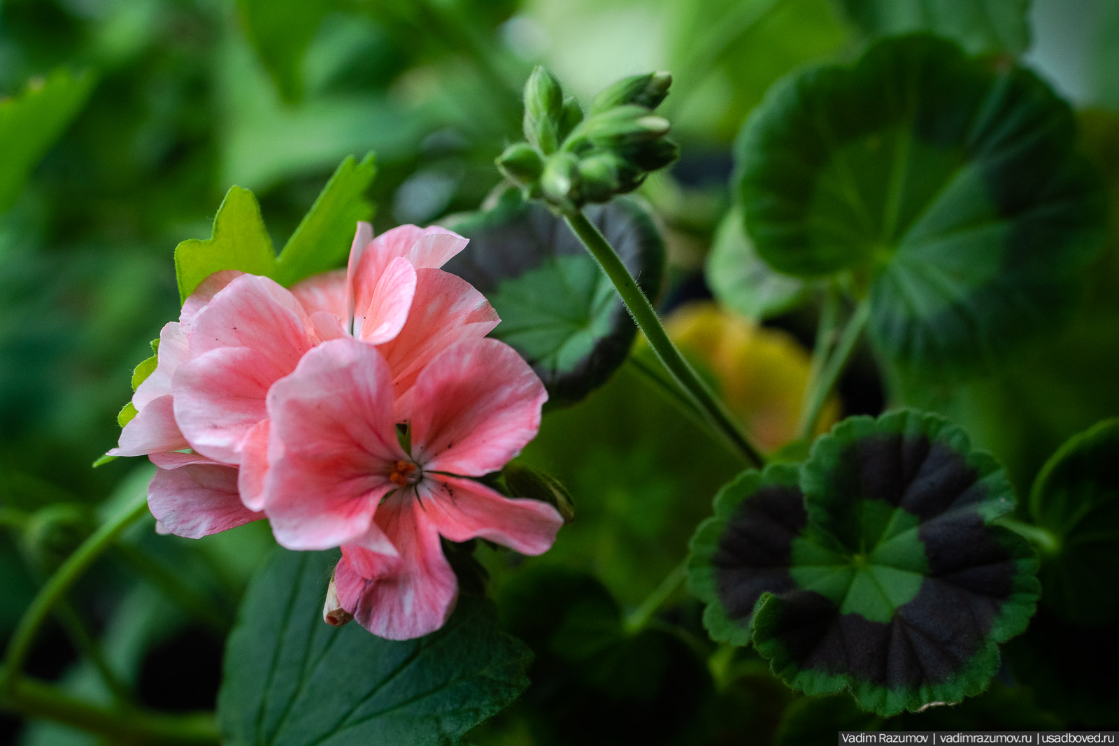 Пеларгония, герань, Вадим Разумов