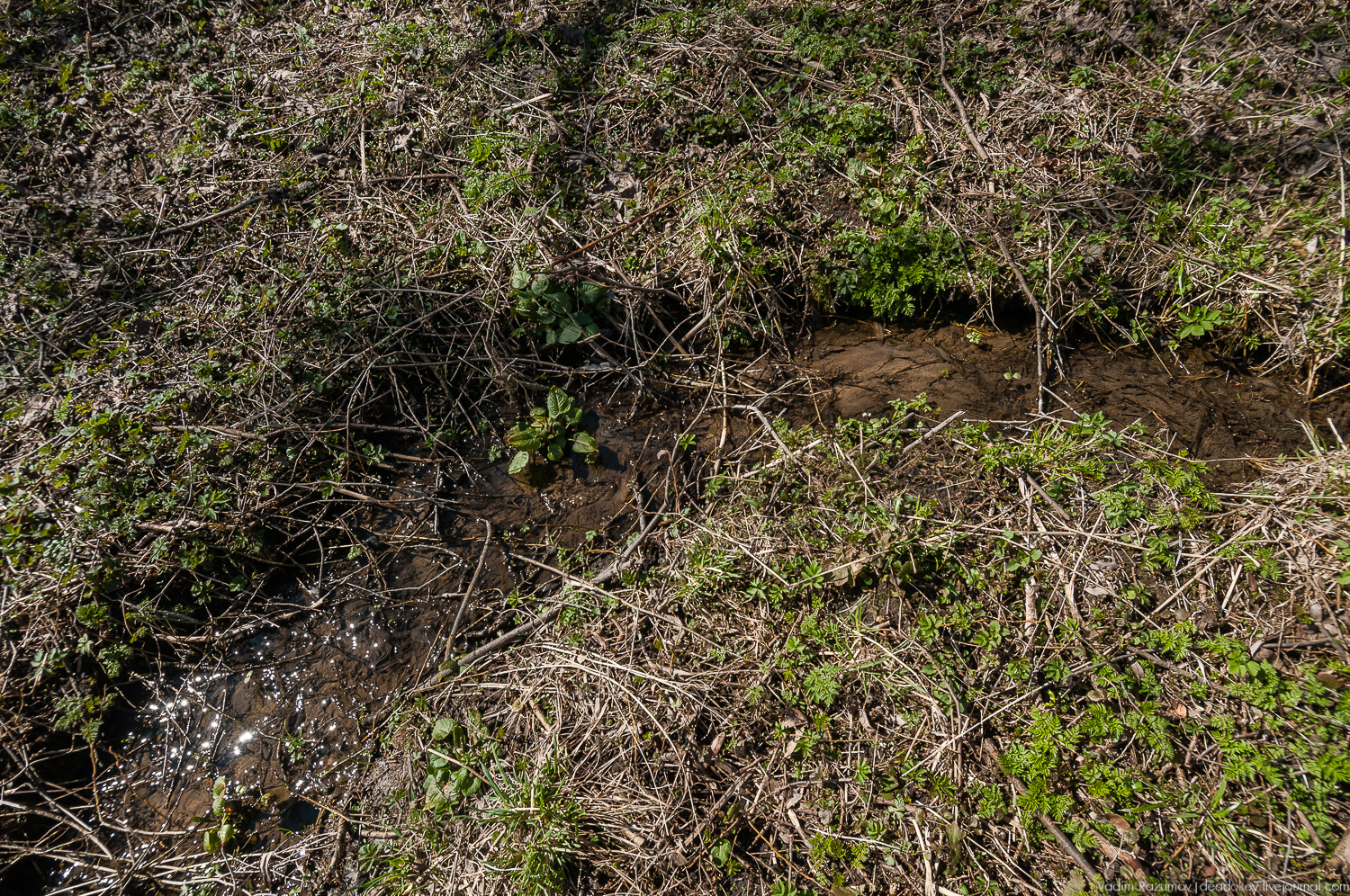 Богородицк, Церерина роща