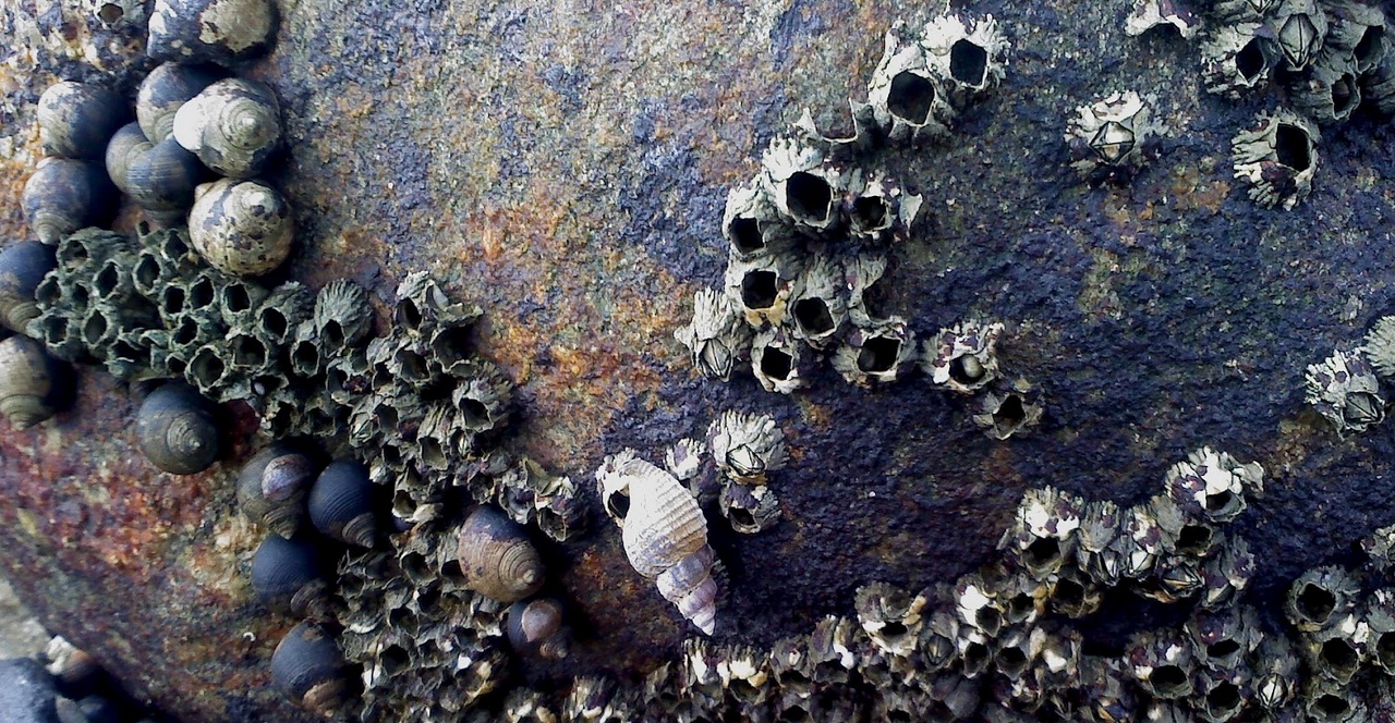 Морские желуди - балянусы желуди, домика, желудей, морских, ножки, жизни, чтобы, рачок, Морские, времени, однако, раковину, способны, очень, усоногих, помощью, головы, образ, животных, морские