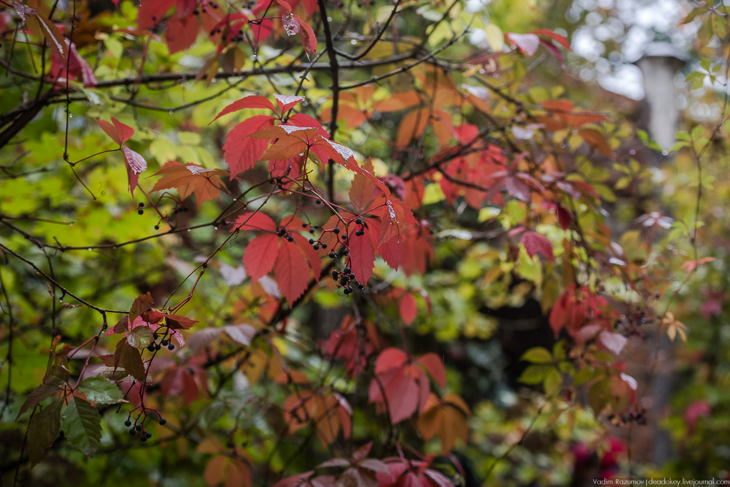Липецкая область, усадьбы, инвестблогтур 