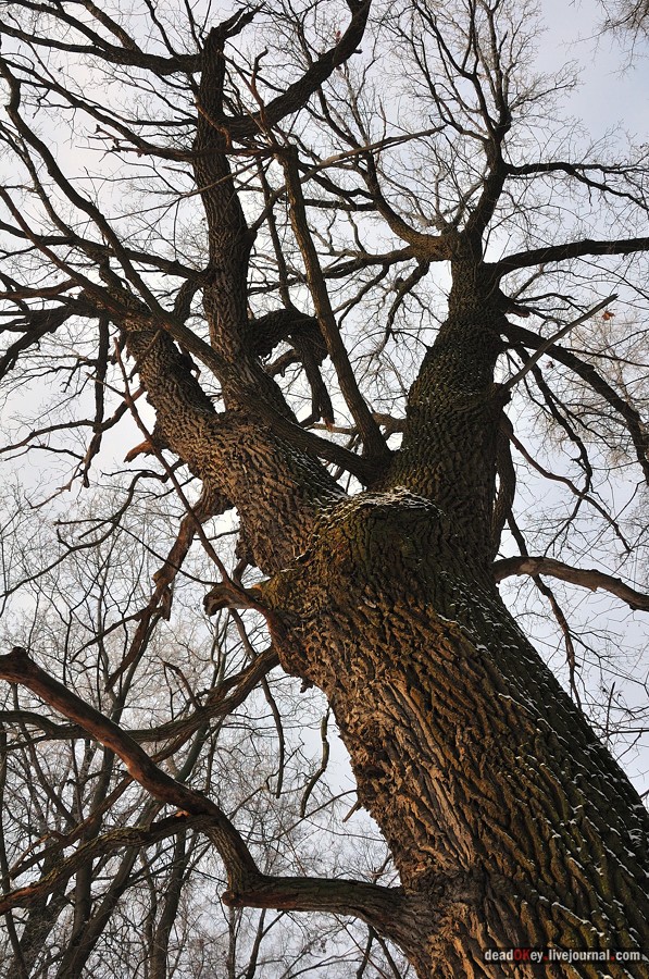 усадьба Быково