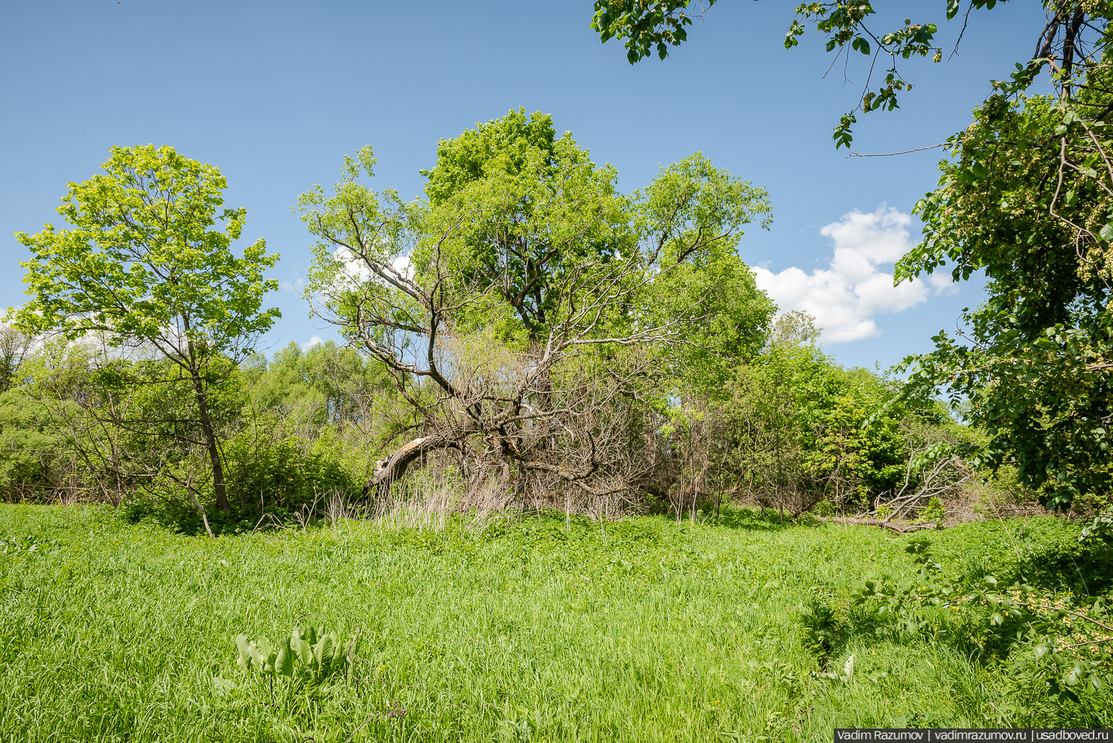 Старое Глазово, могила Василия Баженова, 2021 год