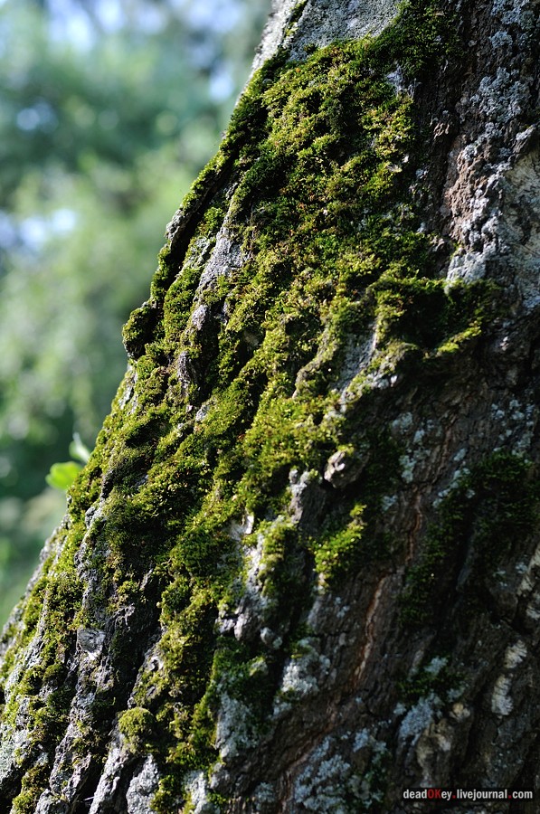 усадьба Пронино