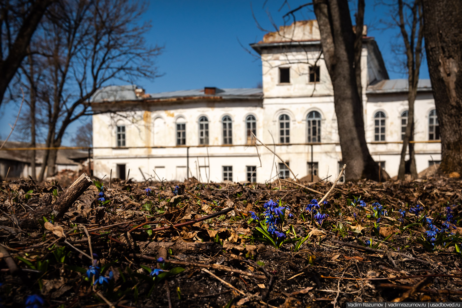 Пролески в усадьбе Репец, Задонский район, Липецкая область