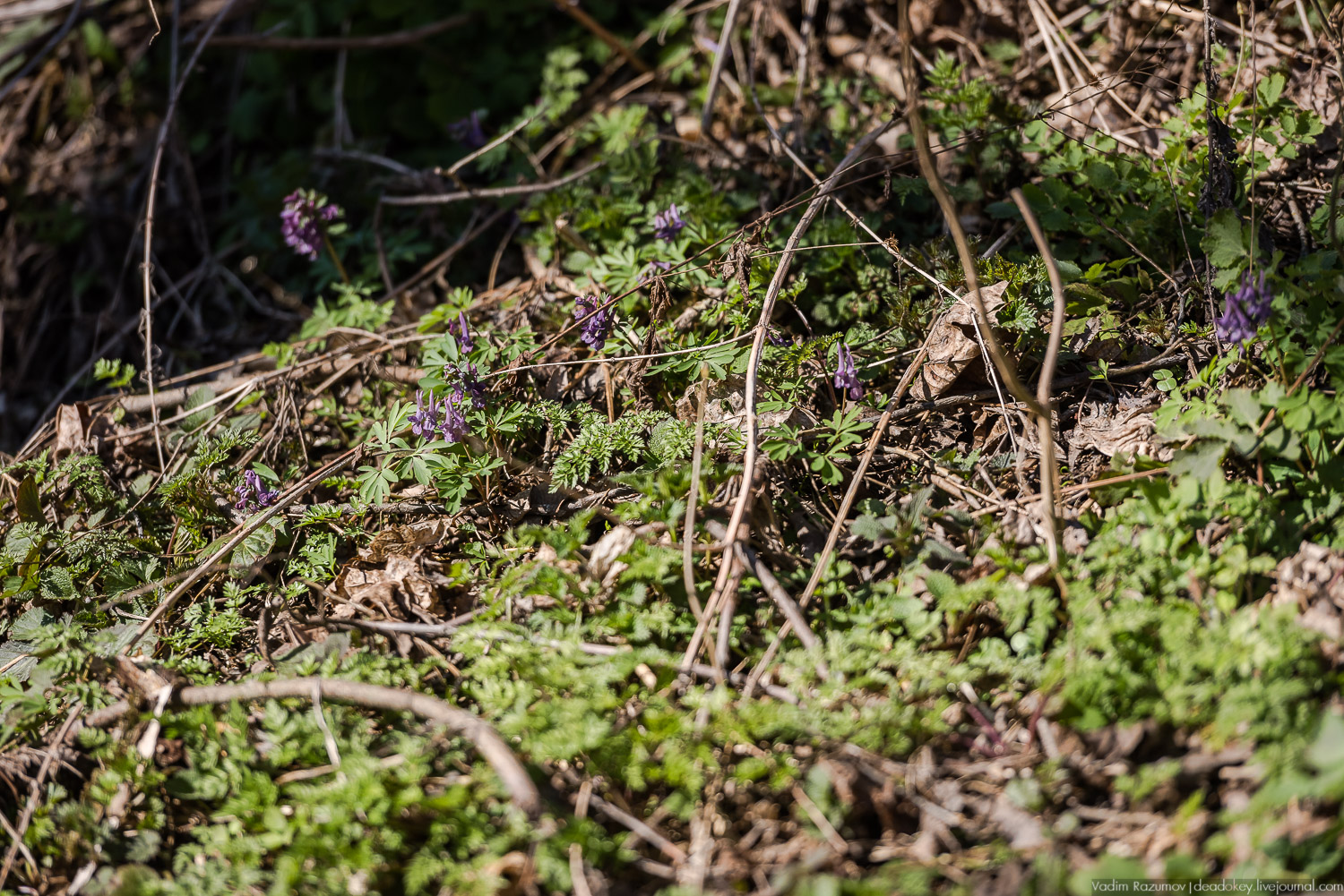 Богородицк, Тульская область, цветение подснежников, хохлатка
