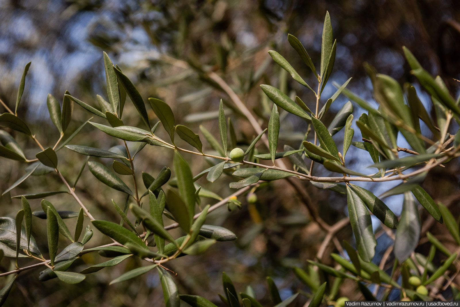 Никитский ботанический сад