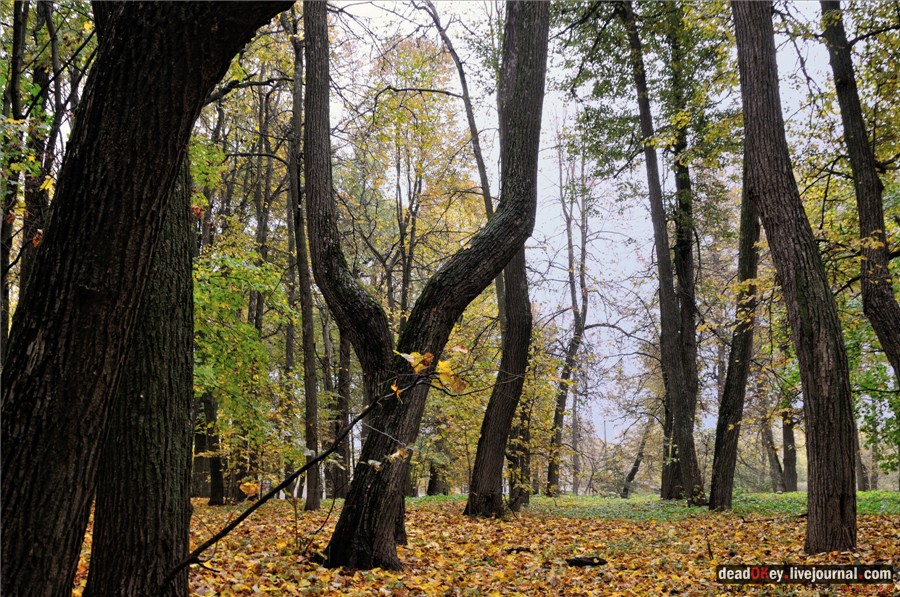 усадьба Сима