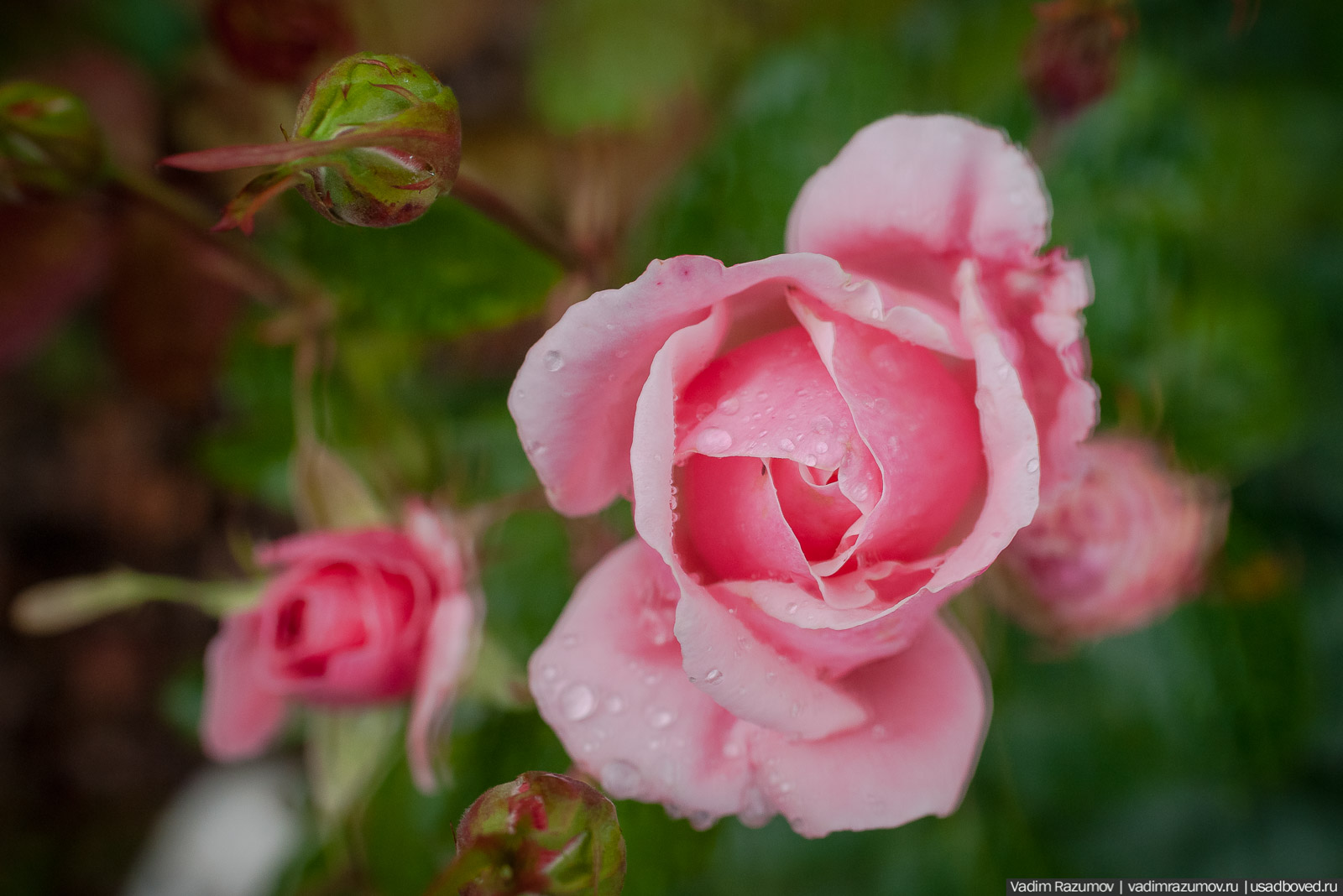 усадьба Марьино Строгановых, розарий, розы, сад