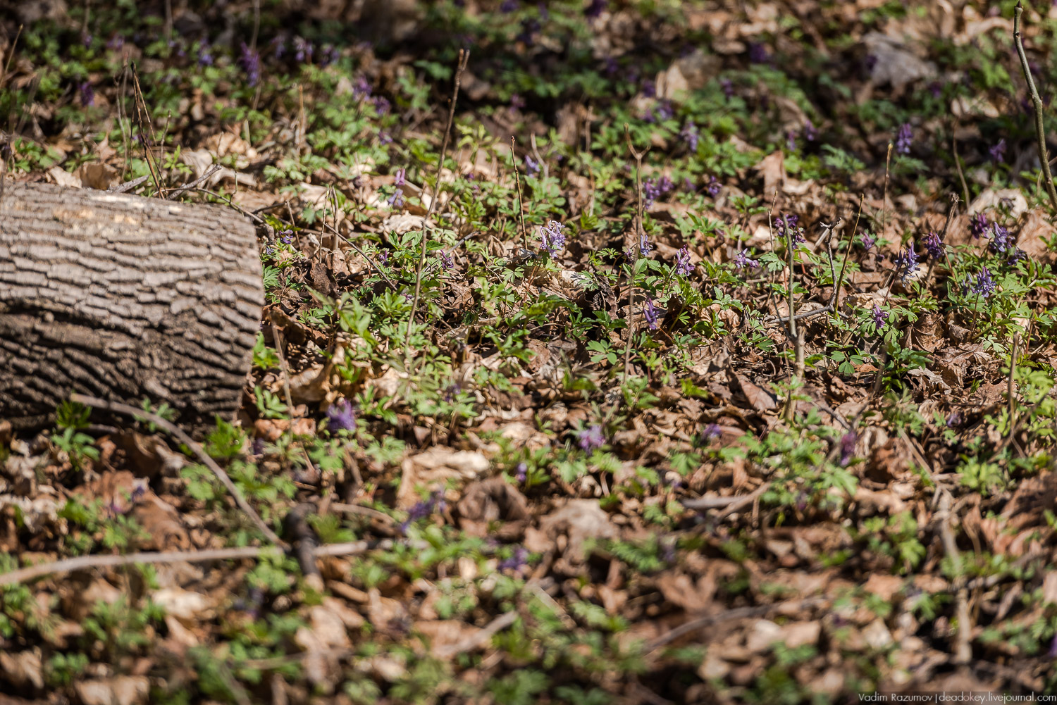 Богородицк, Тульская область, цветение подснежников, хохлатка