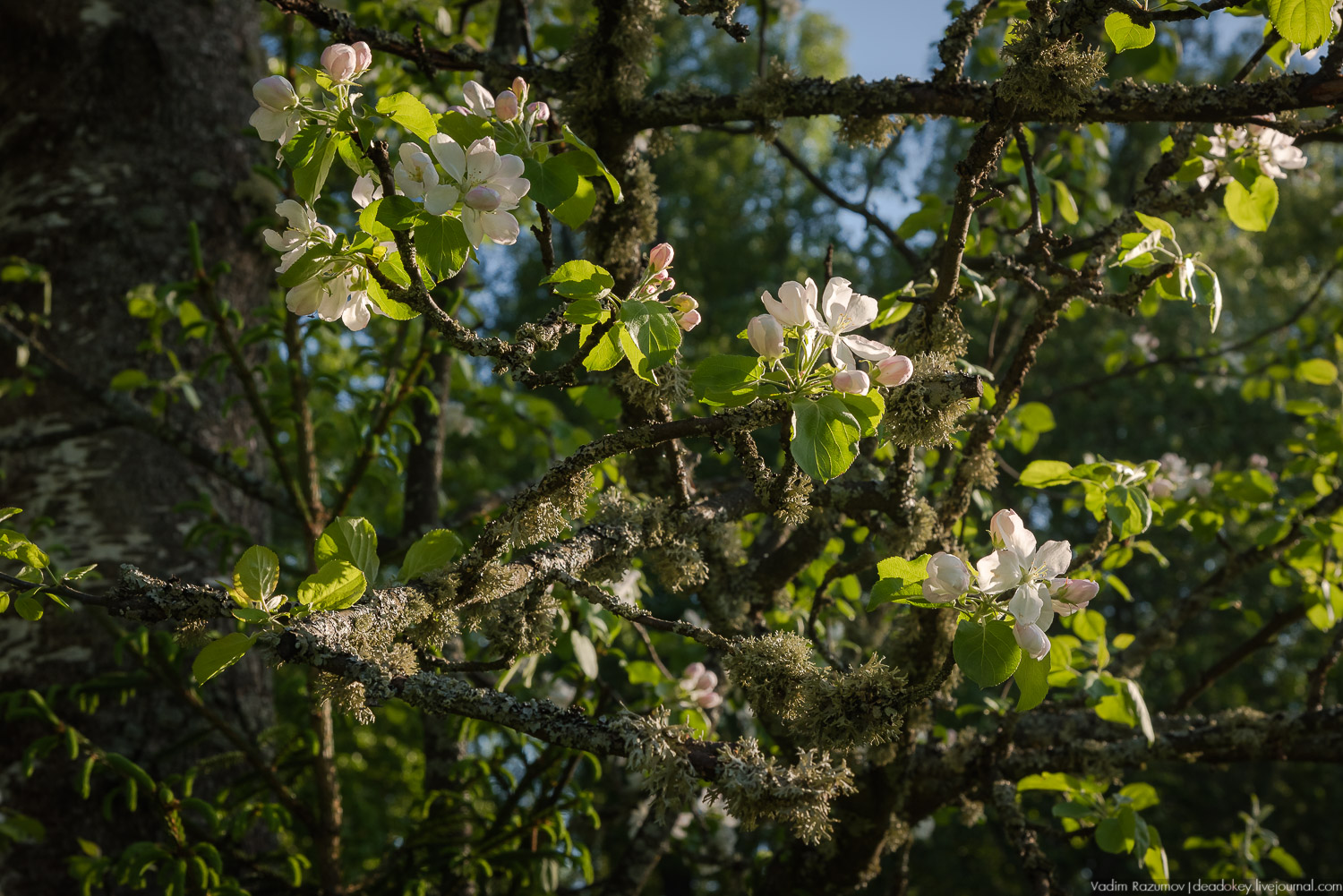 усадьба Воронино