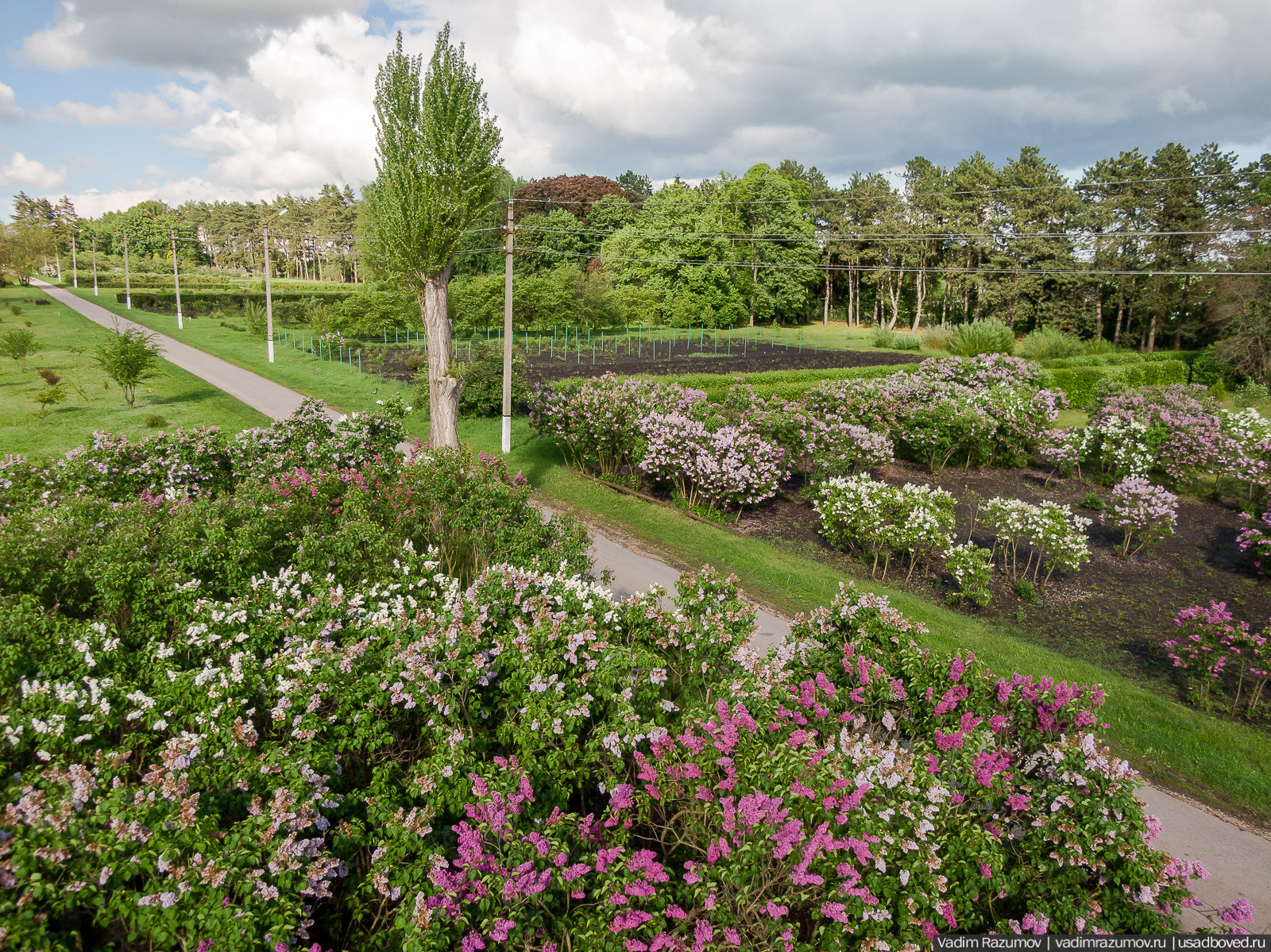 Мещерский дендрарий, ЛОСС, усадьба Барсуково, цветение сирени, Липецкая области