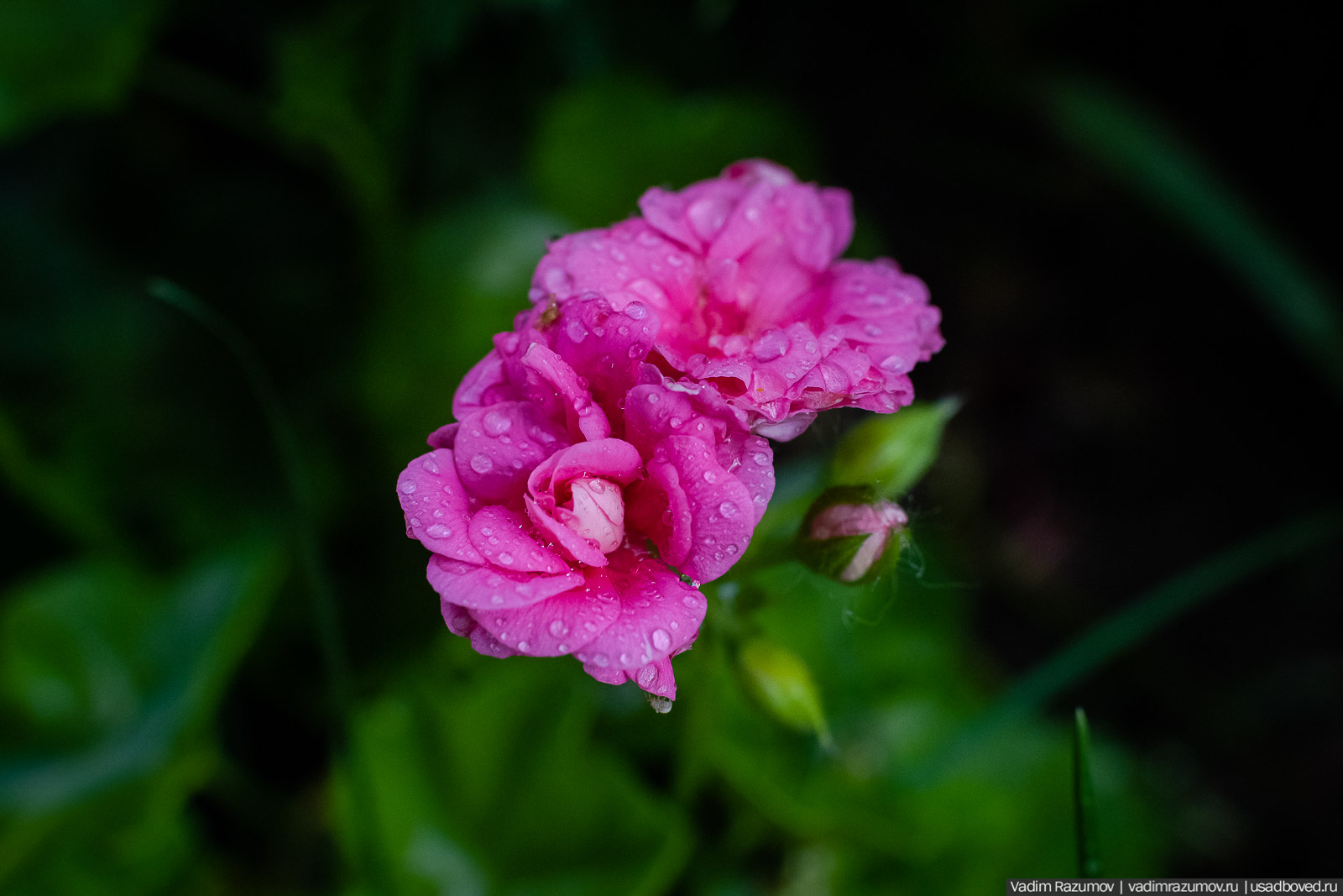 Пеларгония, герань, Вадим Разумов
