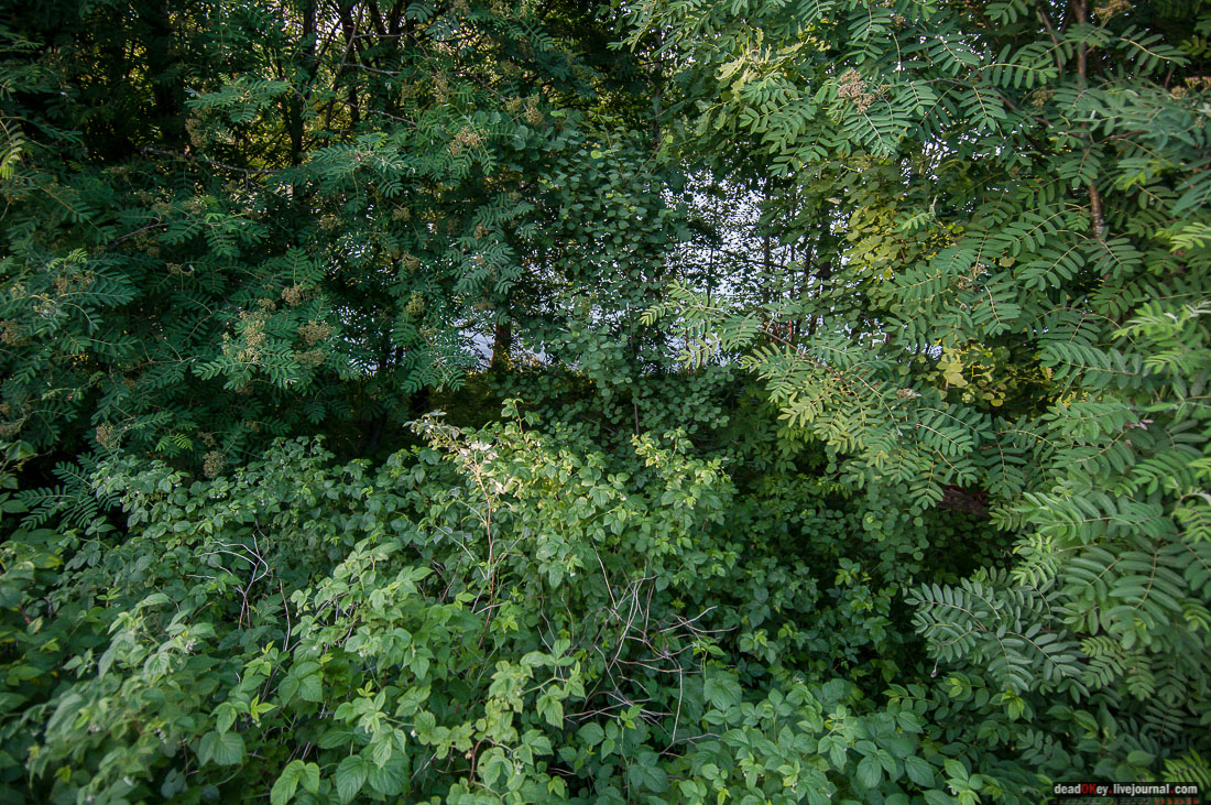 Пейзажный парк в усадьбе Гребнево