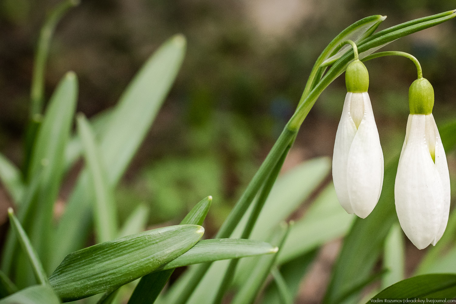 Продснежники в Аптекарском огороде