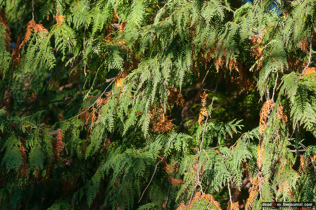 Кисловодский курортный парк, г. Кисловодск, верхний парк