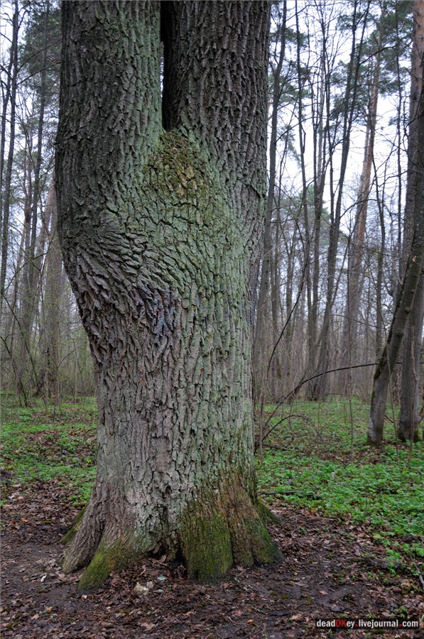 усадьба Полотняный Завод Гончаровых