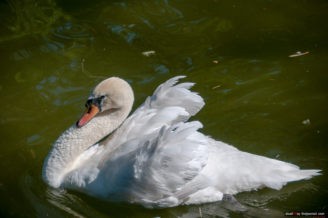 усадьба Ореанда (Нижняя Ореанда, Крым)