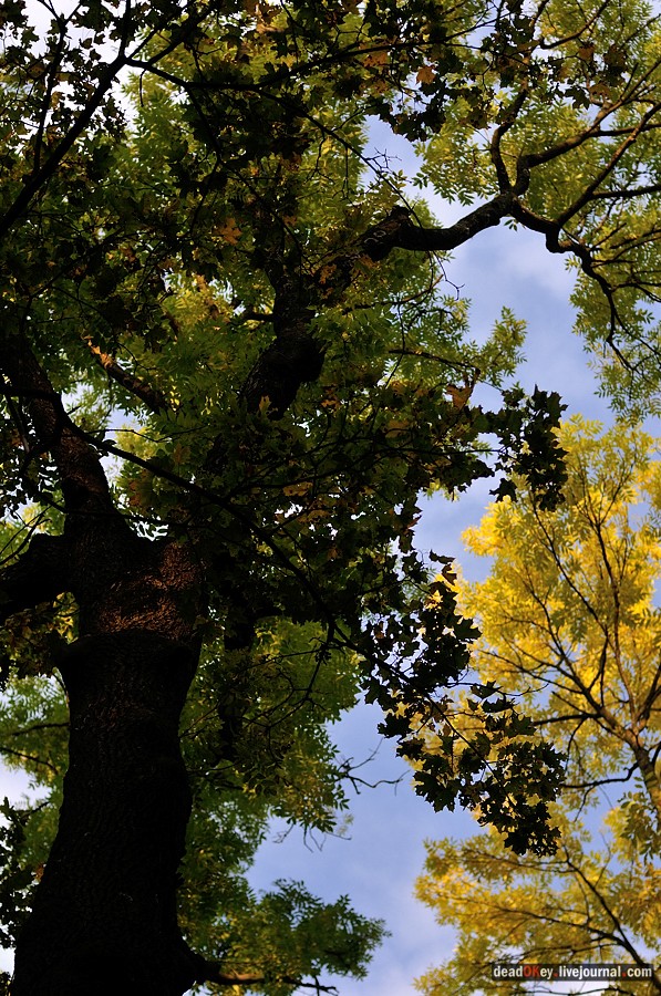 усадьба Ясная Поляна