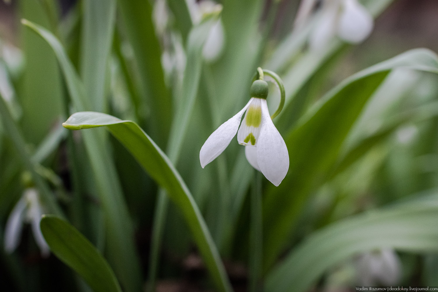 Продснежники в Аптекарском огороде