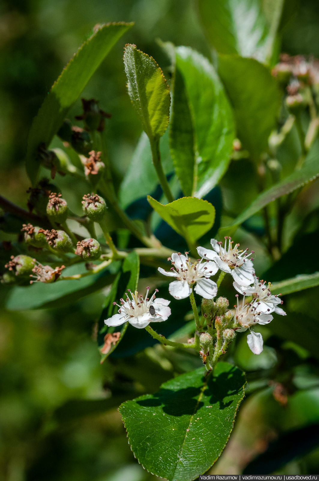 усадьба Дворяниново, Андрей Тимофеевич Болотов, Тульская область