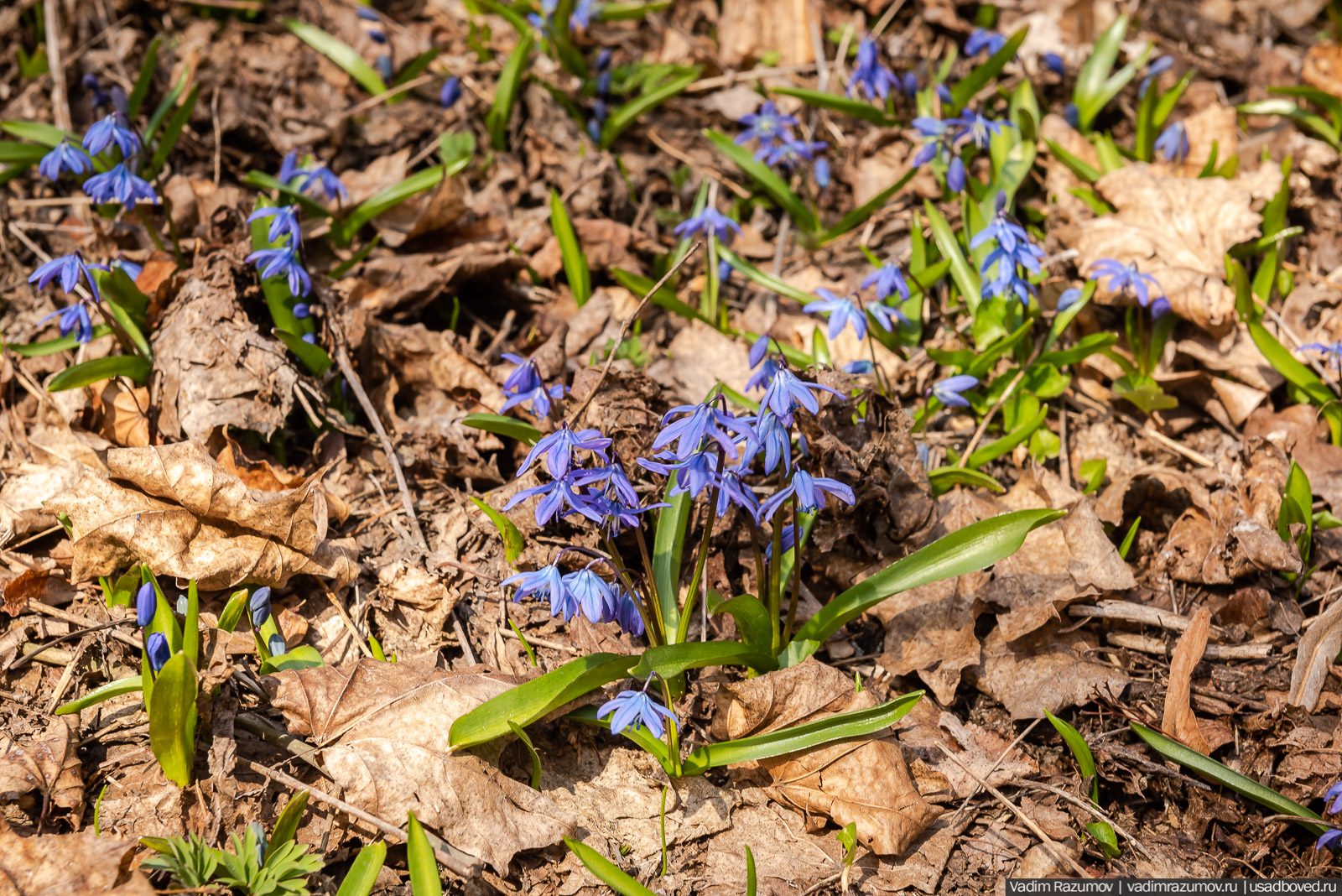 Пролески в усадьбе Репец, Задонский район, Липецкая область