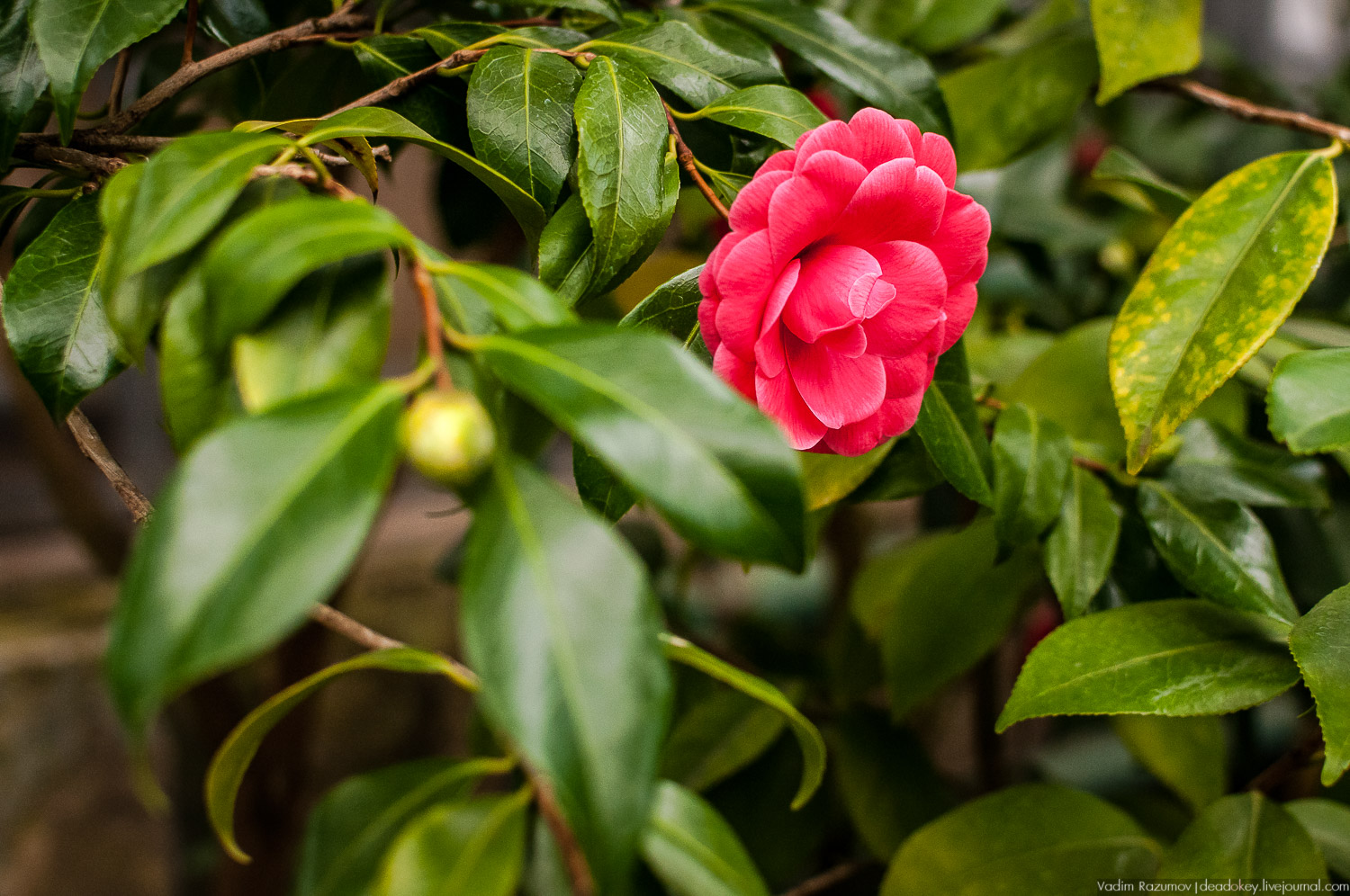 Ботанический сад, фондовая оранжерея, Экоэлектричка, борщевик