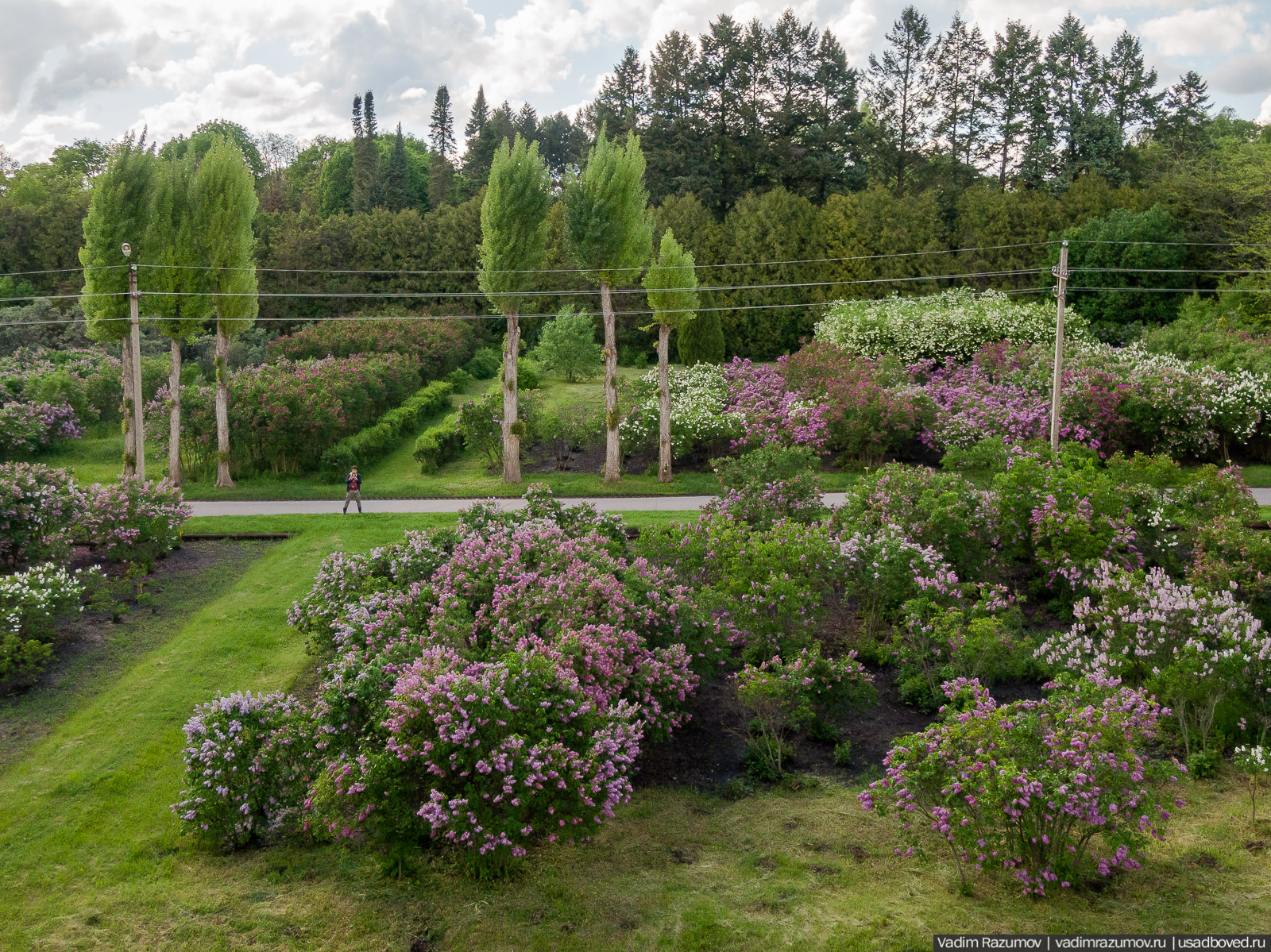 Мещерский дендрарий, ЛОСС, усадьба Барсуково, цветение сирени, Липецкая области