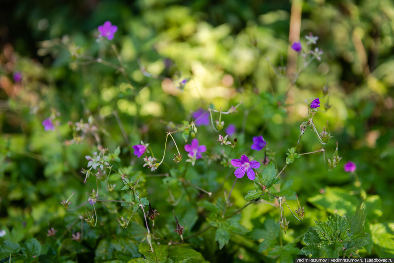 Усадьба Заболотье, парк, курганы, Долгопрудный, Москва