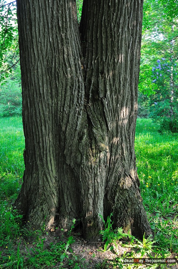 усадьба Богословское-Могильцы