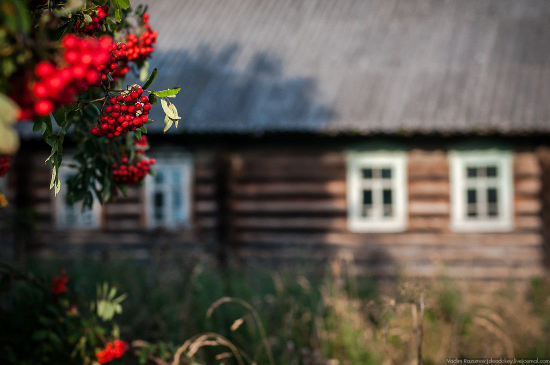 дер. Кучепалда, Архангельская обл.