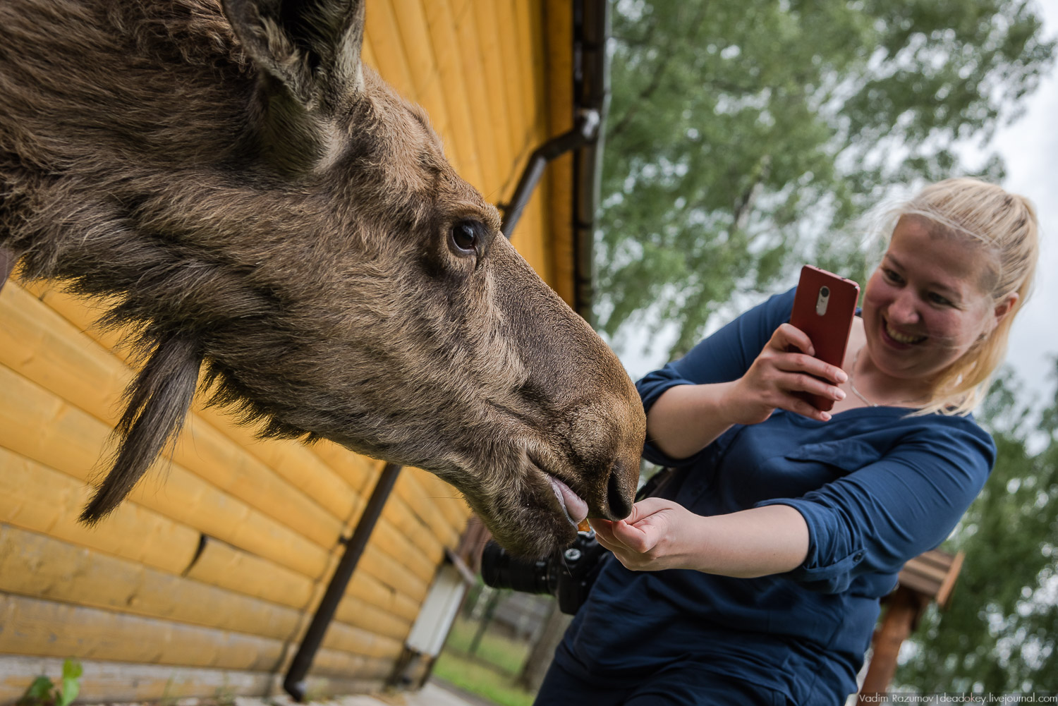 Лосиный остров