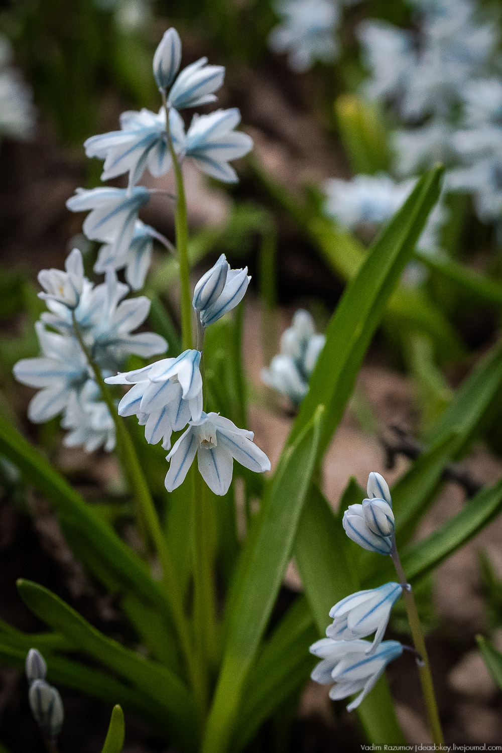 Продснежники в Аптекарском огороде