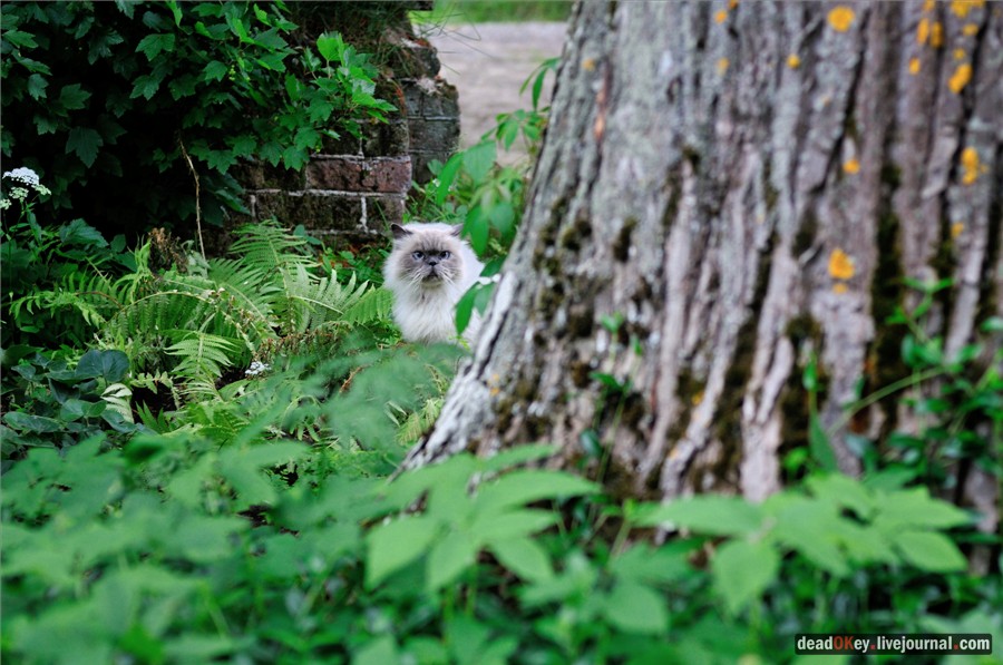 усадьба Хмелево