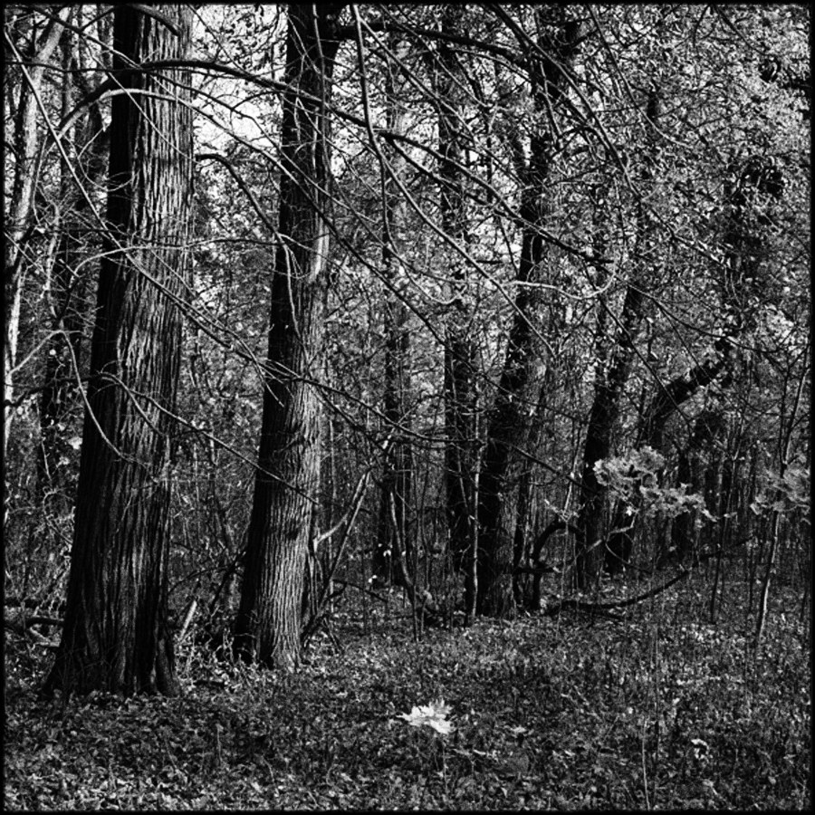 Парковые аллеи в русских усадьбах