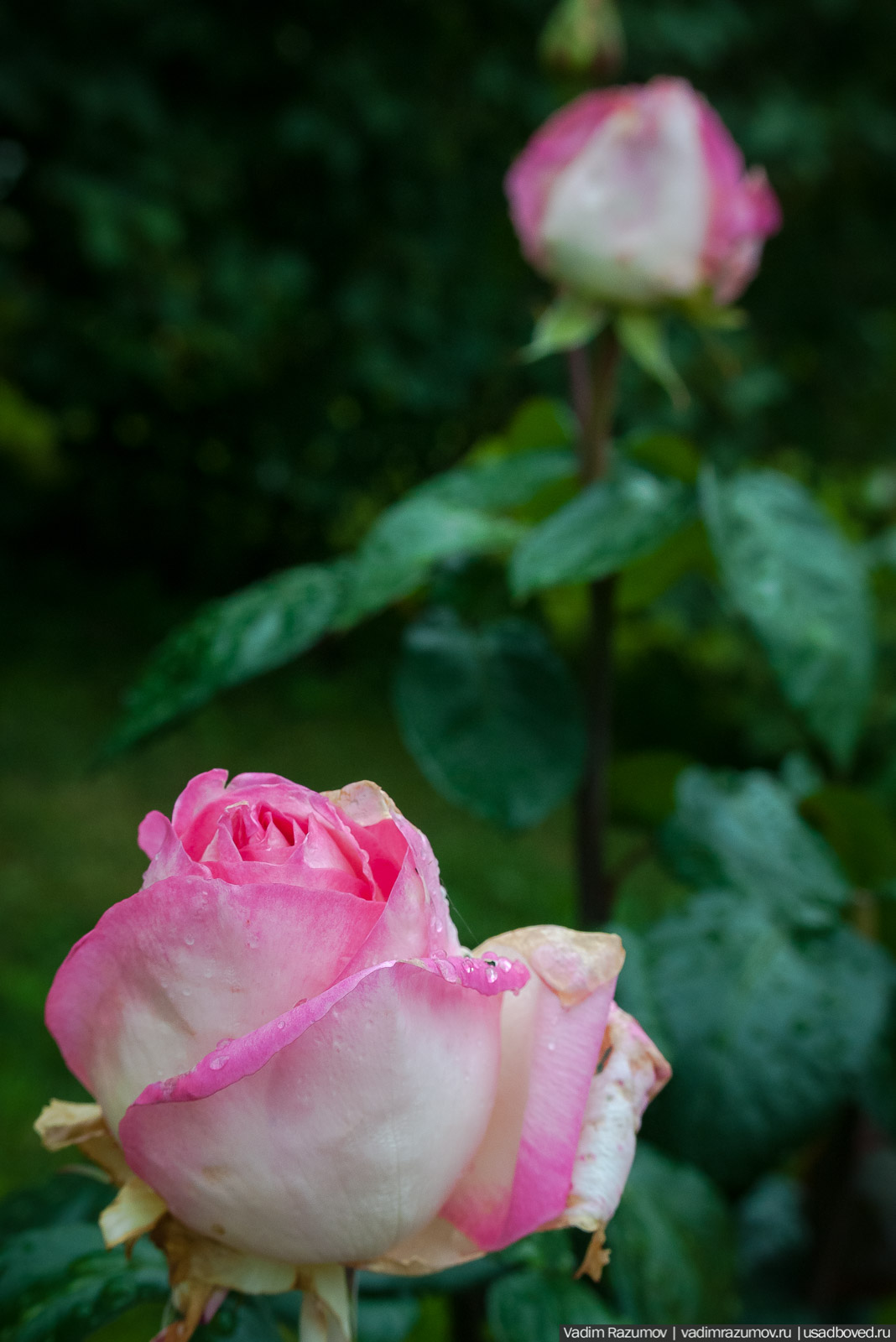 усадьба Марьино Строгановых, розарий, розы, сад