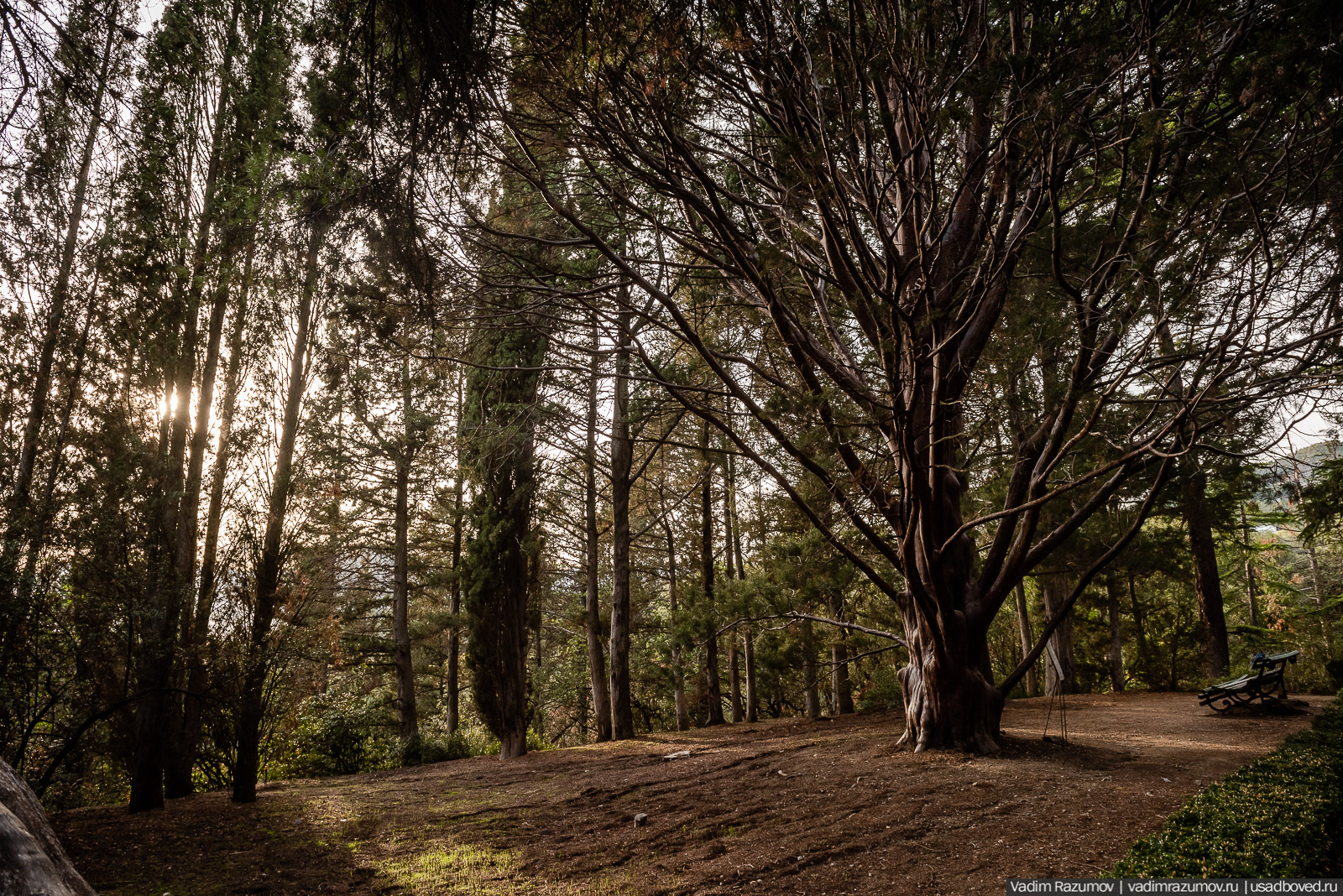 Никитский ботанический сад