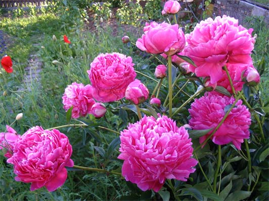 http://photo.7ya.ru/7ya-photo/2005/6/23/1119476903531.jpg
