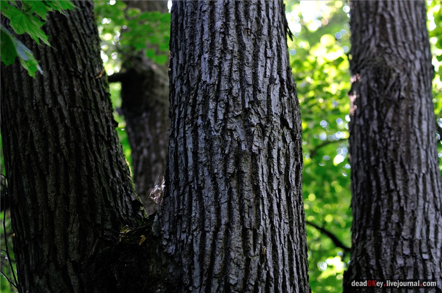 усадьба Образцово